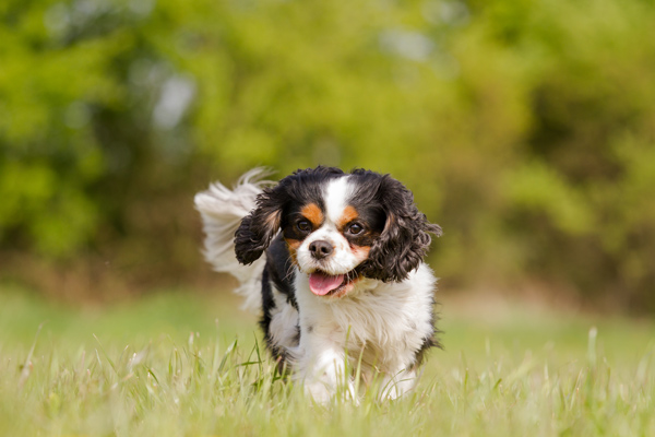 Dog in the grass