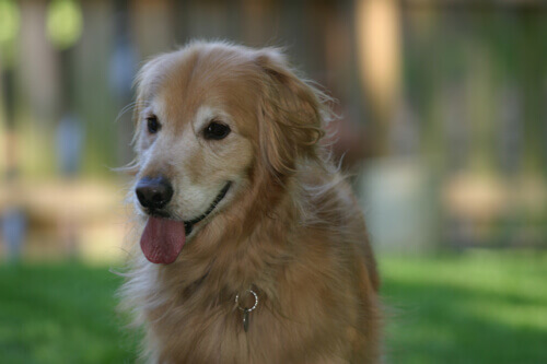 Golden retriever panting