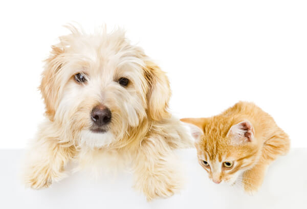 Photograph of a small dog and cat looking over a ledge