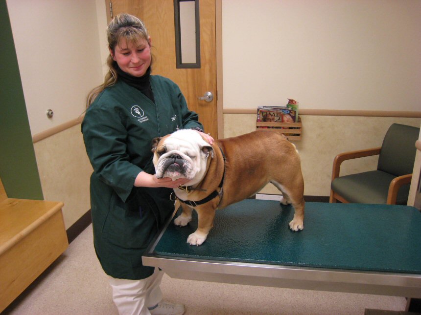 Litchfield Veterinary Hospital - Litchfield, CT - Exam room -Heather