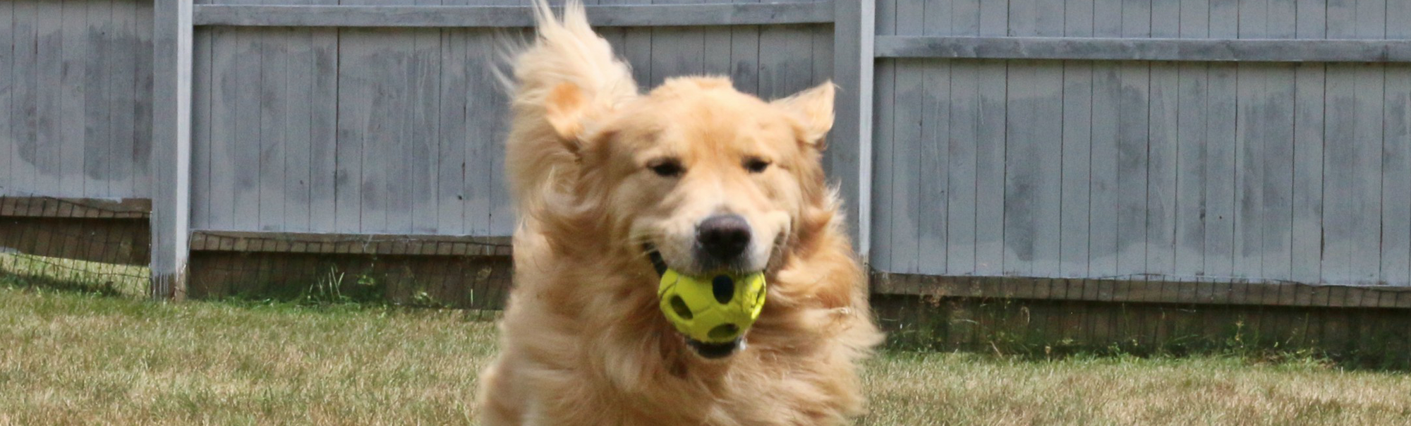 Is Zofran Poisonous To Dogs