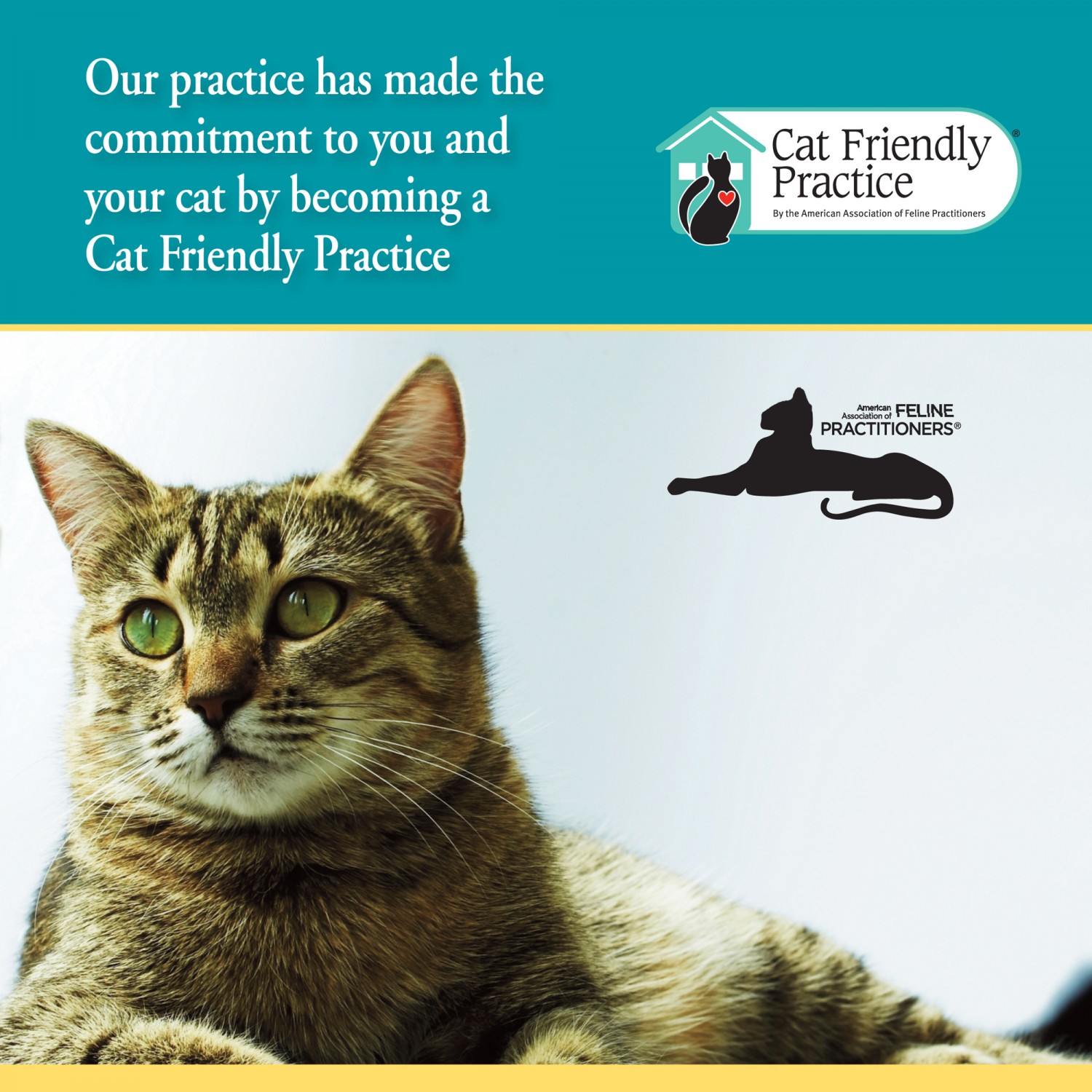 We Are A Cat Friendly Practice
