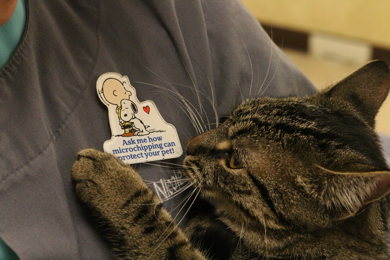 Cat being held by veterinary worker