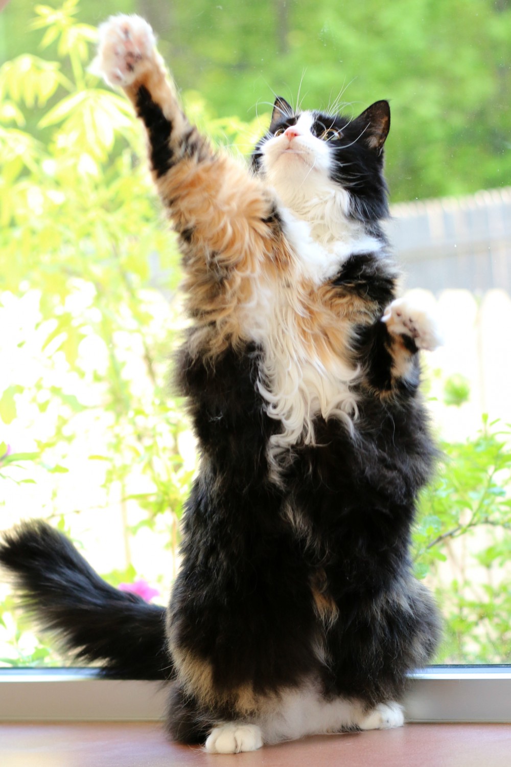 Large cat on its hind legs reaching up with front paw