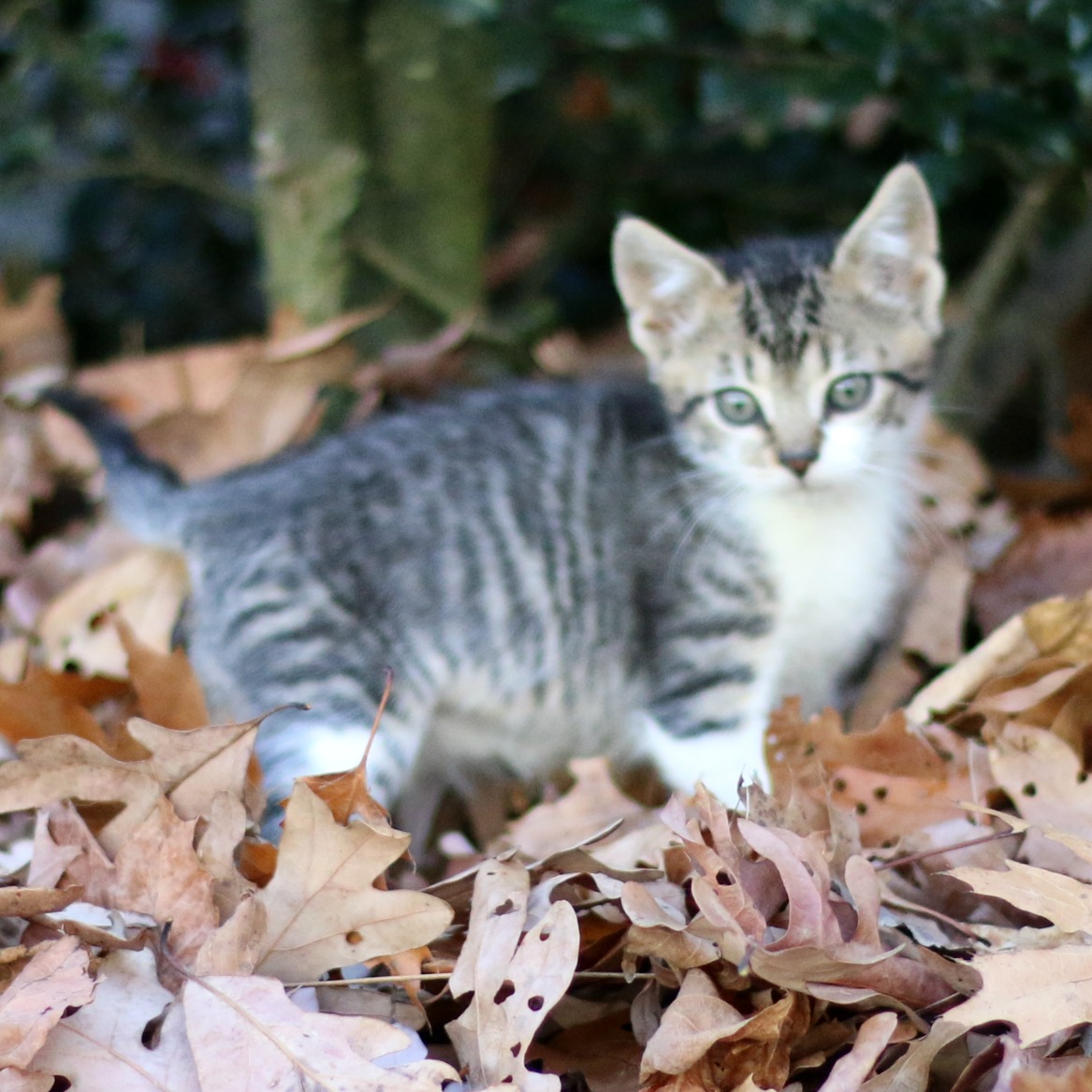 Image of a small cat standing in dry leaves