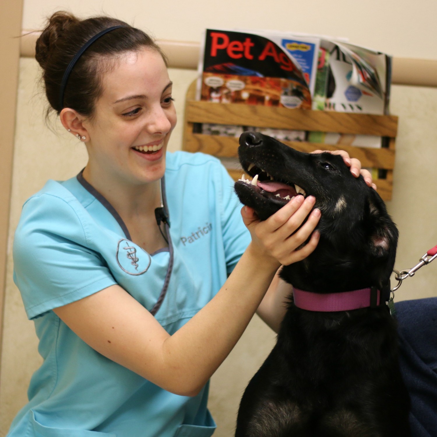 Veterinary worker examining large, black dog's teeth
