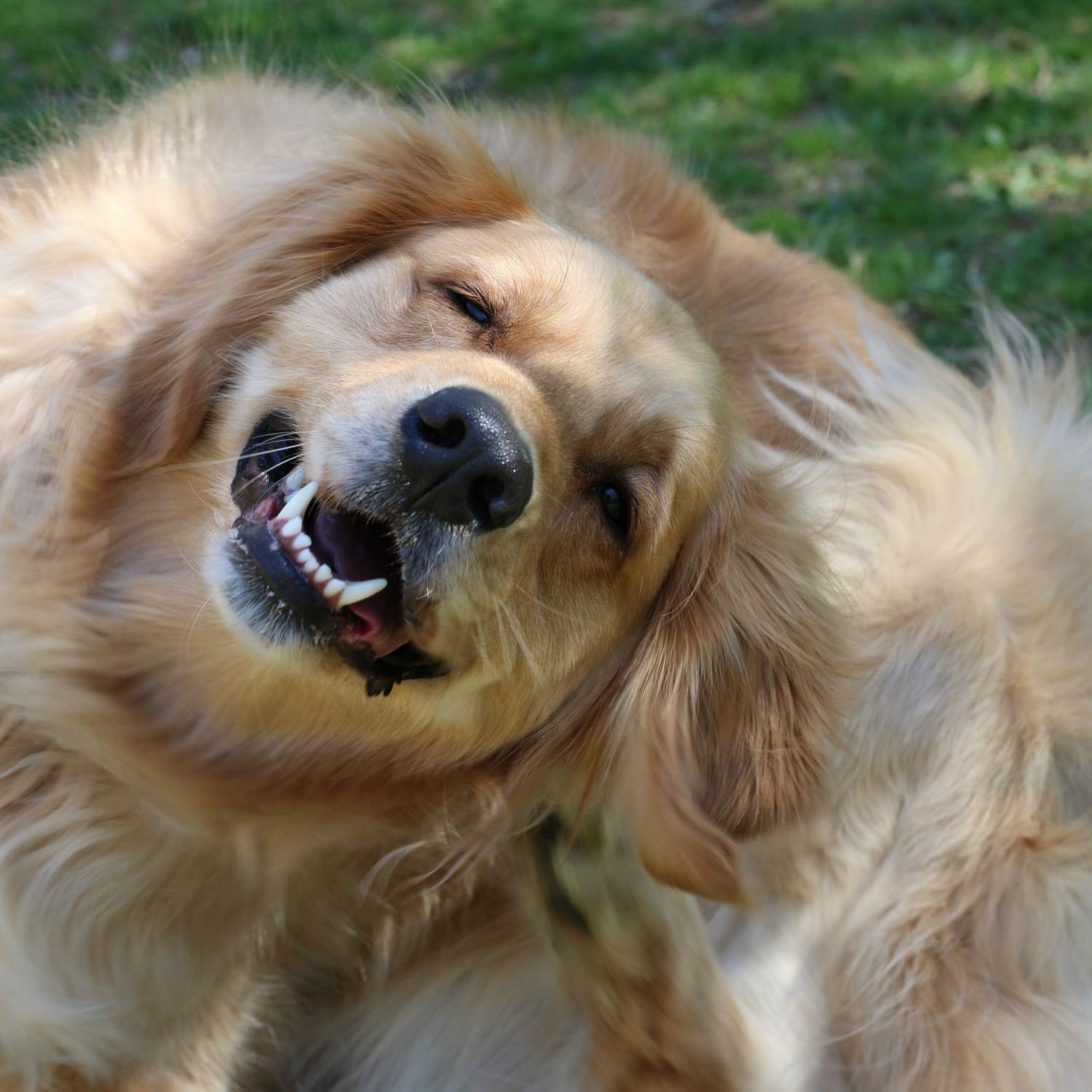 Image of a dog scratching itself