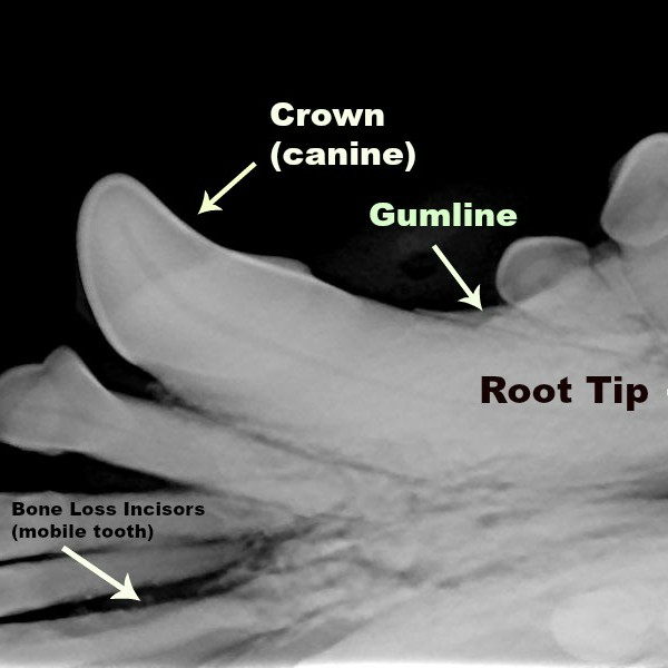 X-ray of a dog's teeth