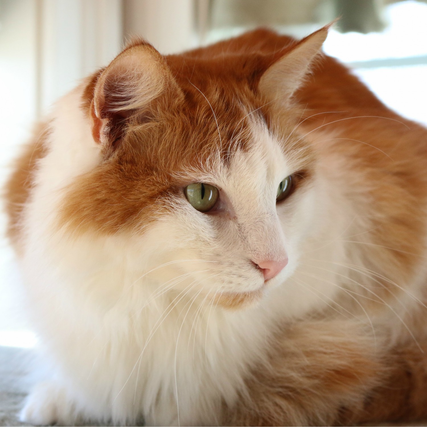 Image of an orange and white cat