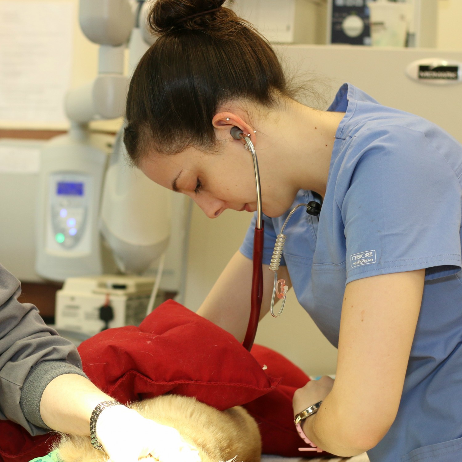 Veterinary worker using a stethoscope on small animal