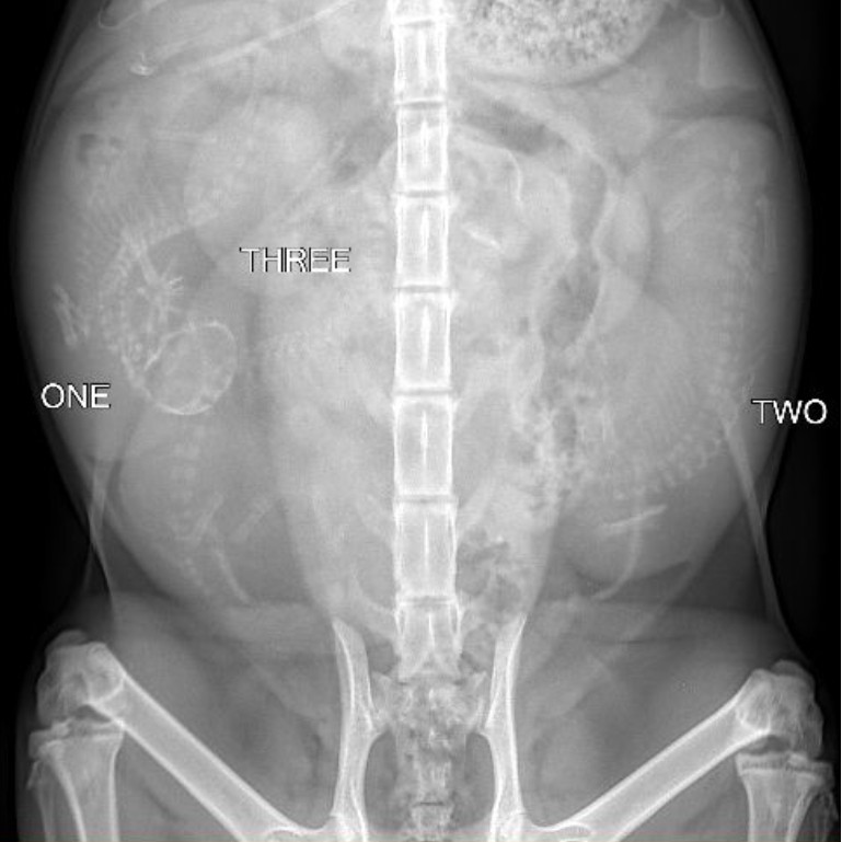 X-ray of an mammal's spine