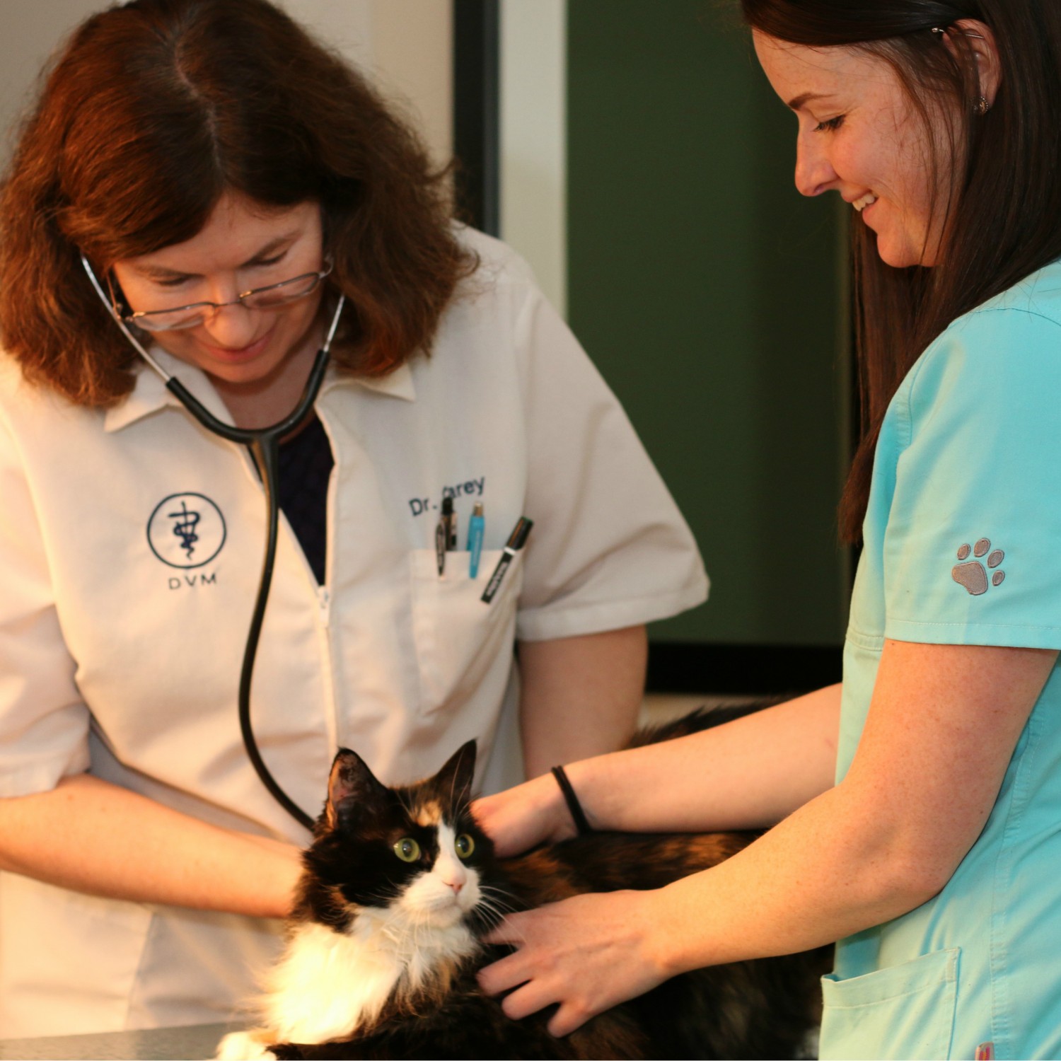 Two veterinarians looking down and examining a cat