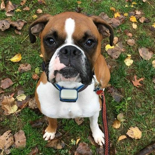 Leashed dog sitting and looking up