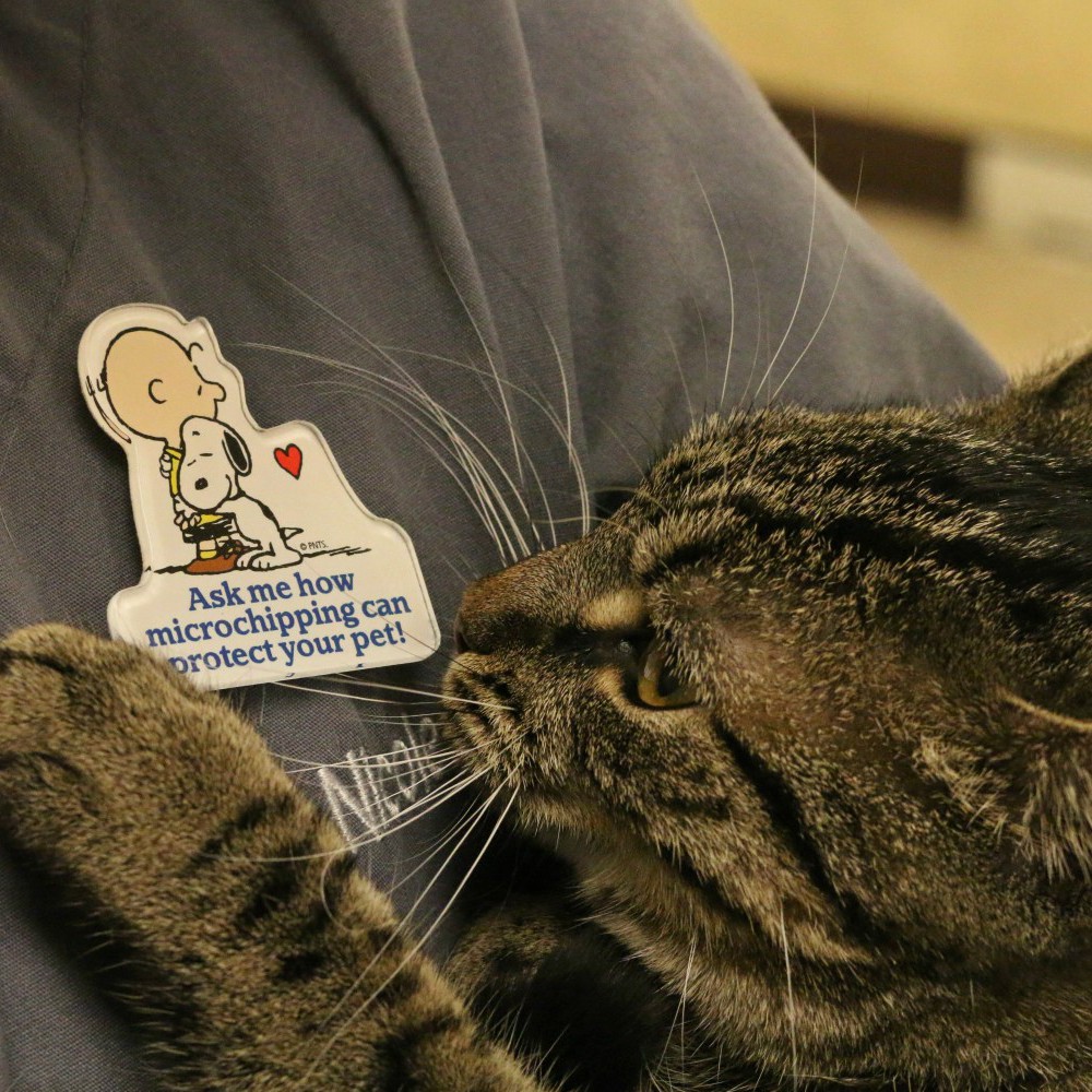 Cat being held by veterinary staff