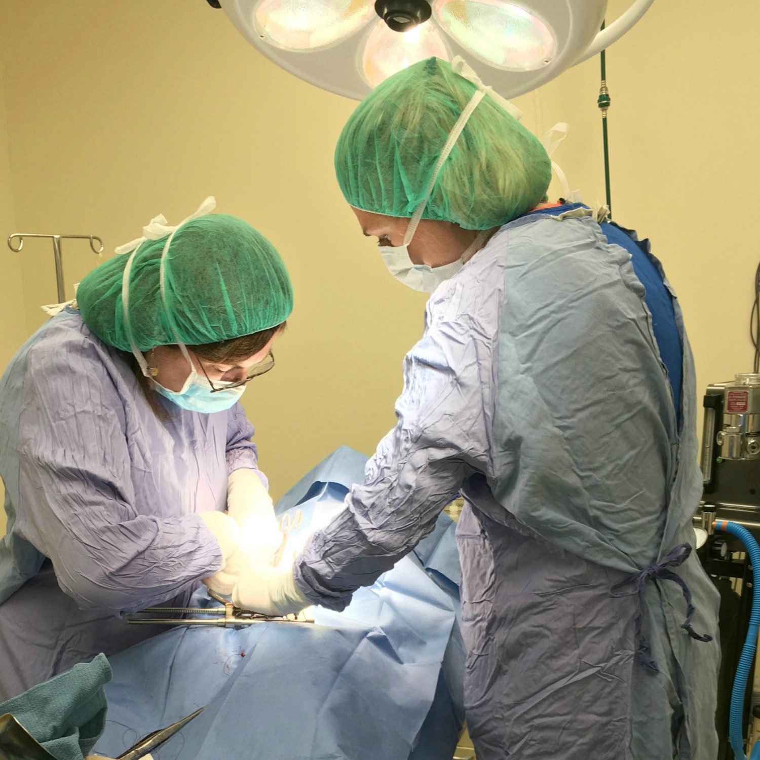 Two veterinary worker preforming surgery