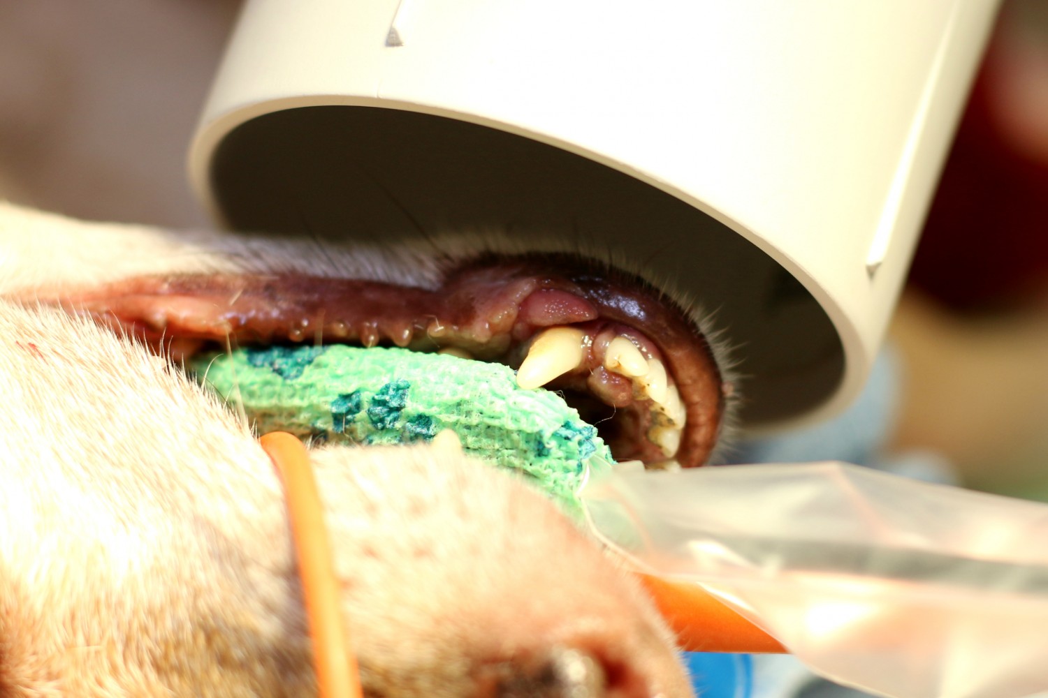 Dog receiving dental work