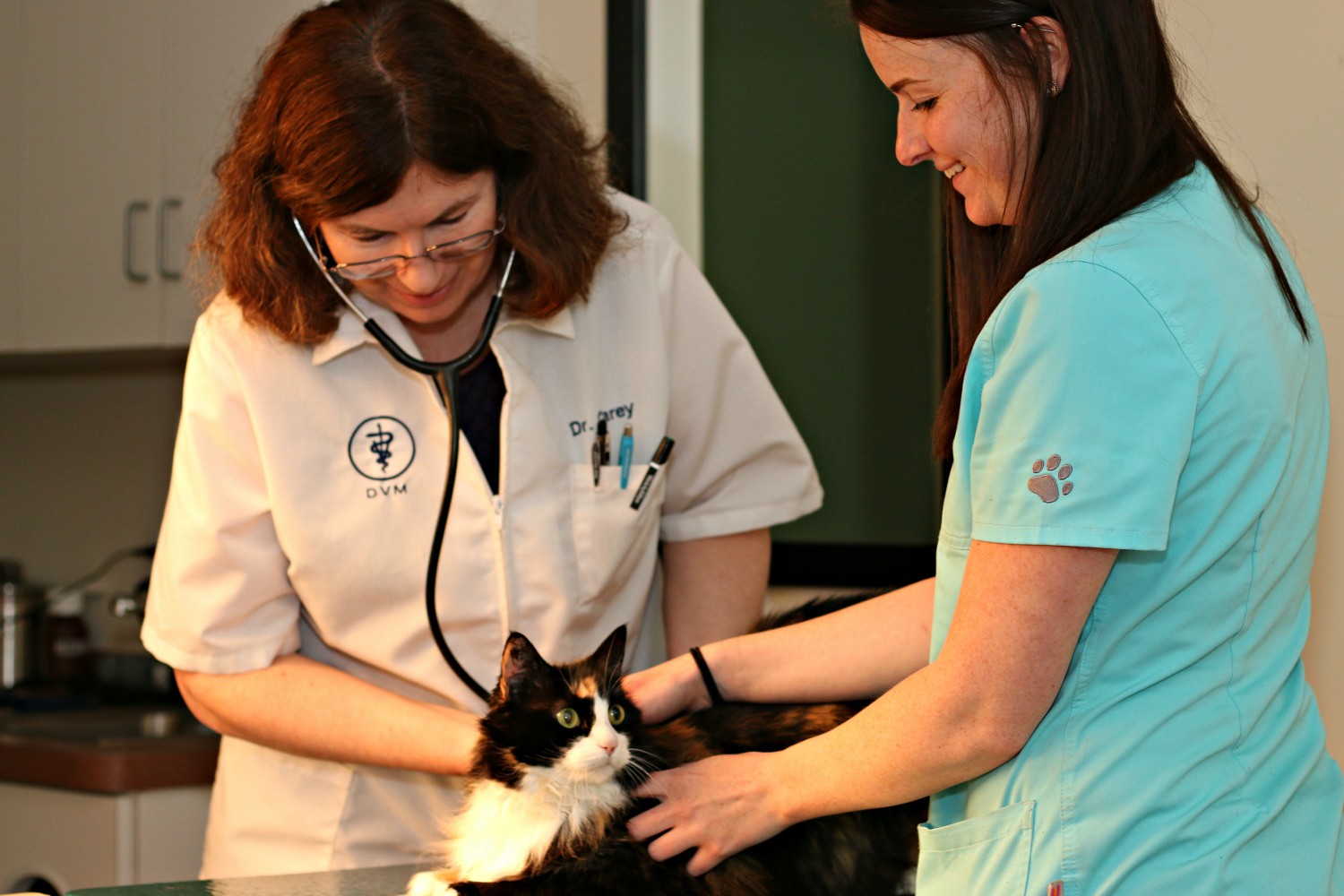Two veterinarians looking down and examining a cat
