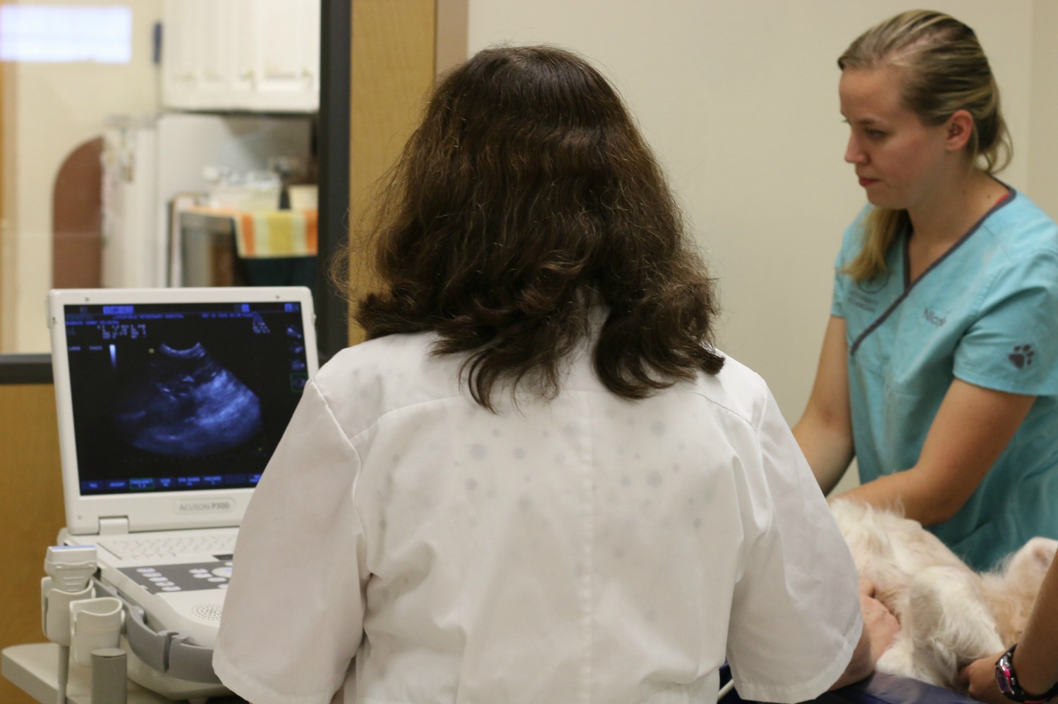 Two veterinary workers preforming an ultrasound