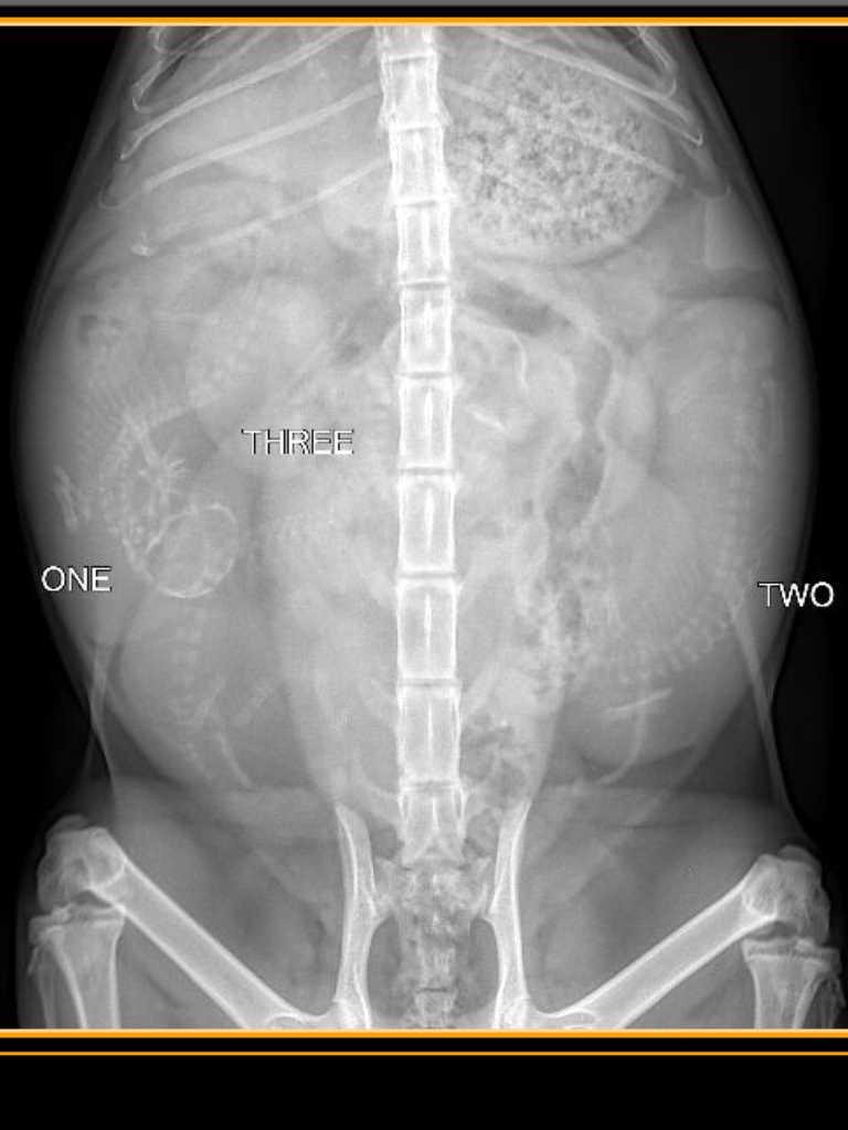 X-ray of a mammal's spine