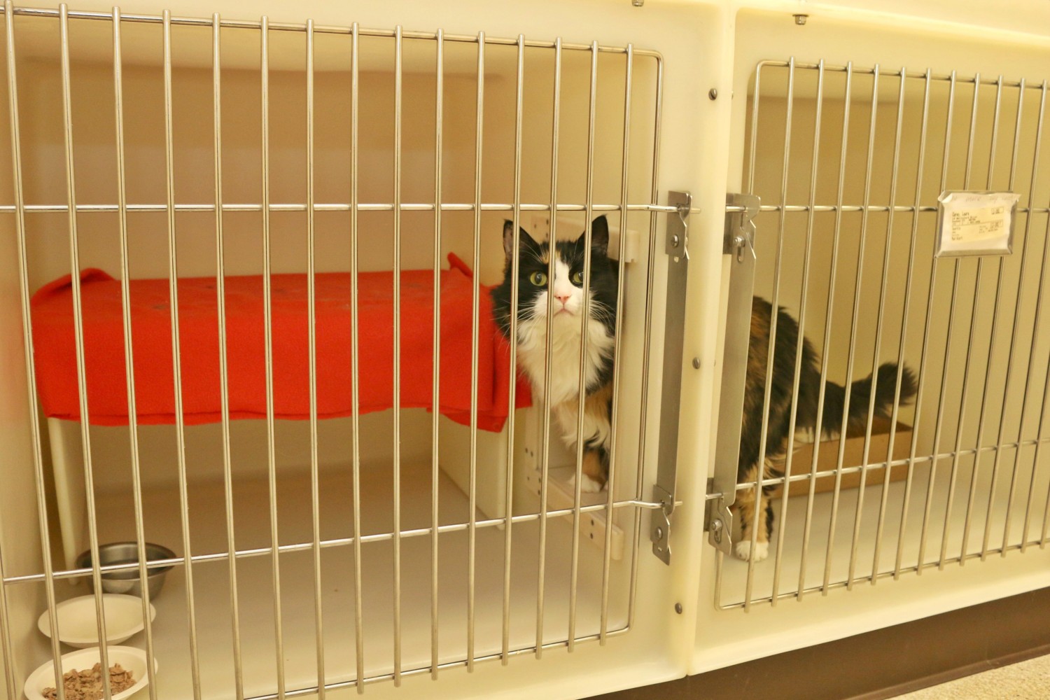 Litchfield Veterinary Hospital - Litchfield, CT - Cat Ward