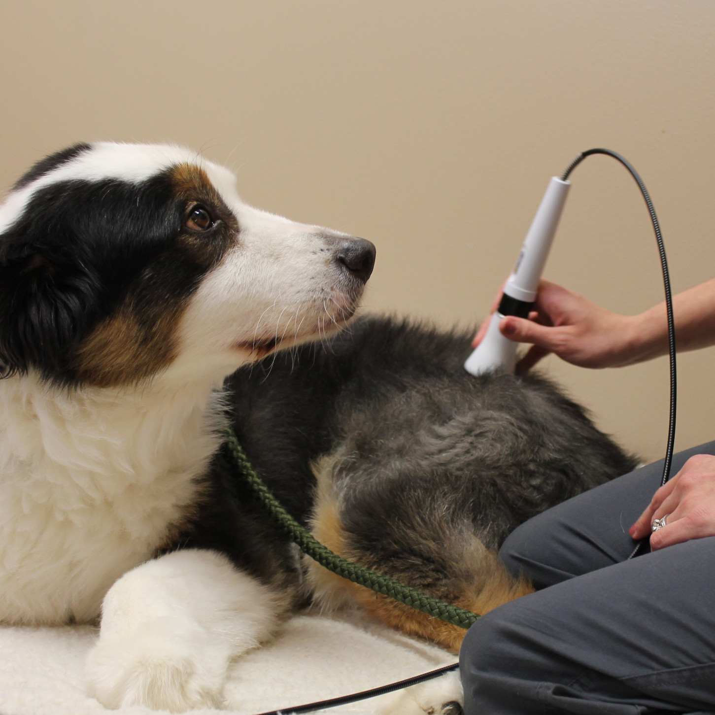 Veterinary staff member using laser therapy equipment on dog
