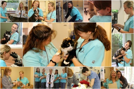 Collage of Litchfield Vet team members